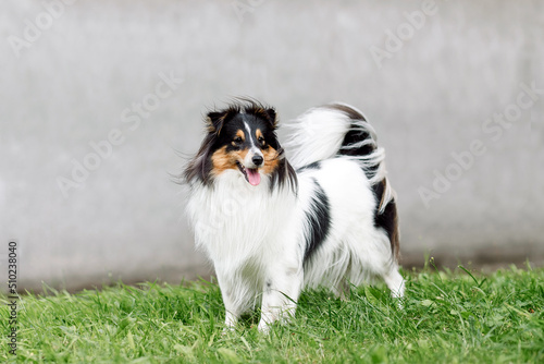 portrait of dog puppy and Shetland Sheepdog sit in the grass on nature background. collie playing