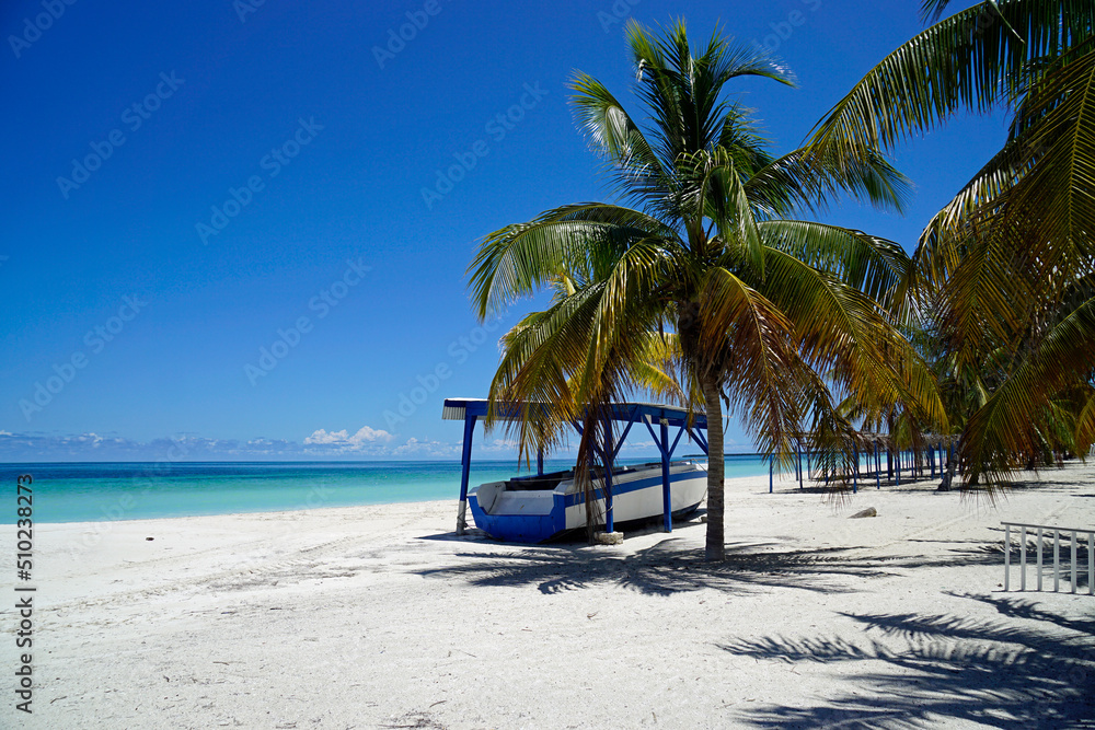 Obraz premium palm trees on a tropical island