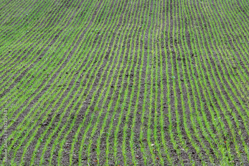 Crops field, winter crop field. Field with growing cereals, green plant. Selective focus. Crops field, winter crop field. Field with growing cereals, green plant. Selective focus.