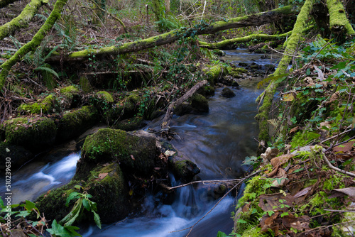 View of a river with the water flowing between moss covered rocks in a forest with dense vegetation. Galicia - Spain
