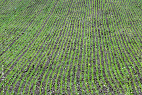 Crops field, winter crop field. Field with growing cereals, green plant. Selective focus.