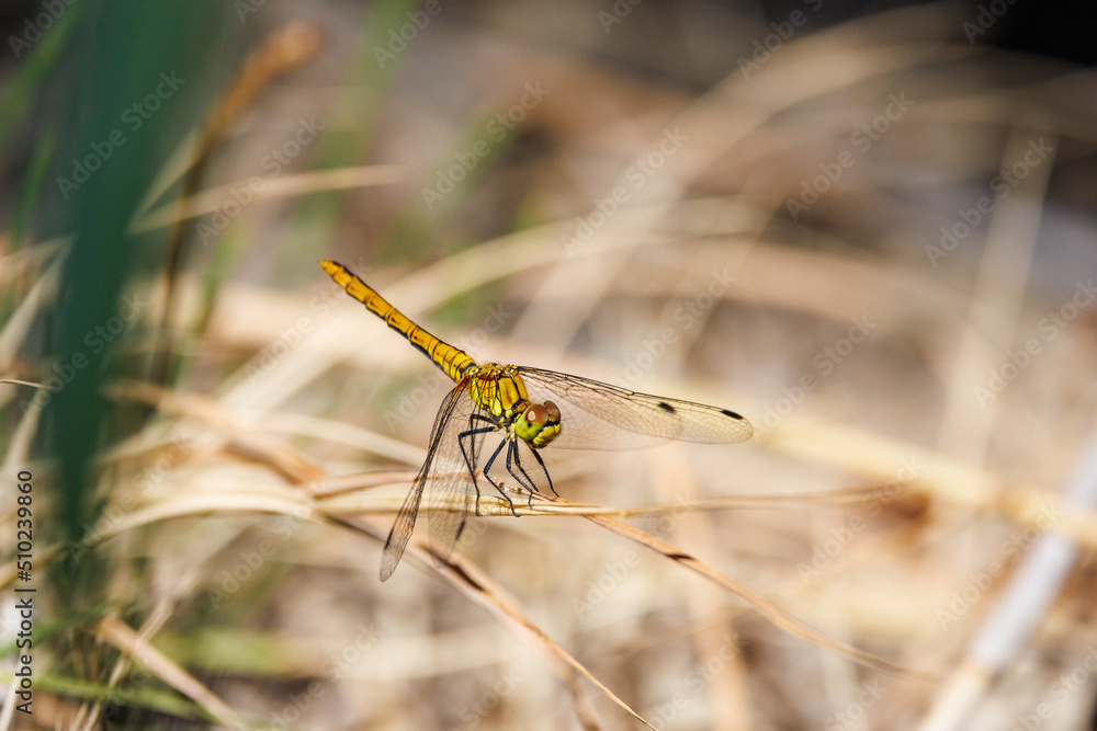 golden dragonfly on a wild cereal