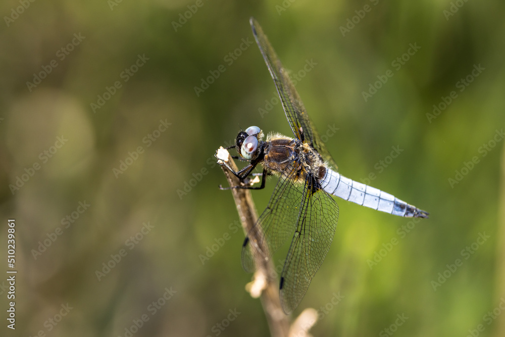 depressed dragonfly on a wild cereal depressed dragonfly on a wild cereal