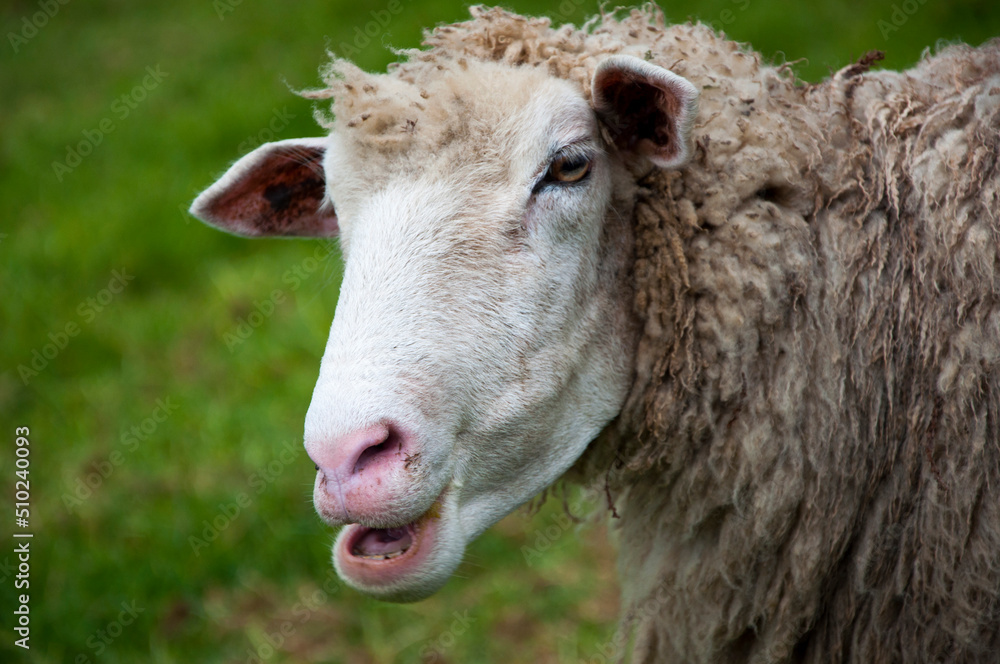 mountains, farm, grassland, cute, sheep, eating mountains, farm, grassland, cute, sheep, eating