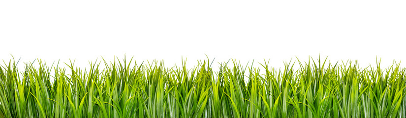 Green grass border isolated on white background