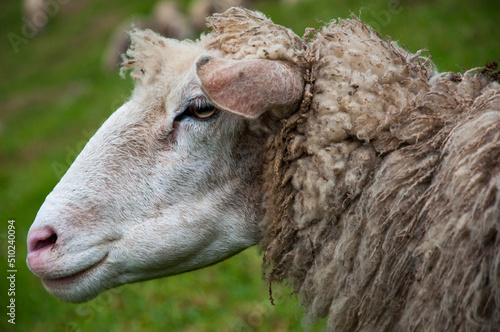 mountains, farm, grassland, cute, sheep, eating photo