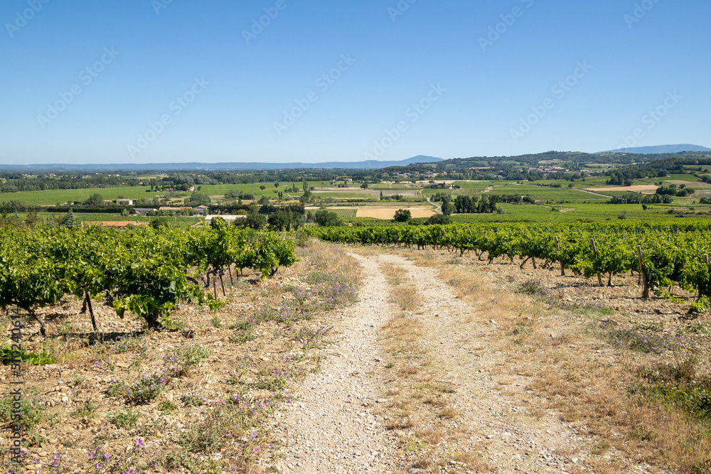 vue d'un champs de vigne en France