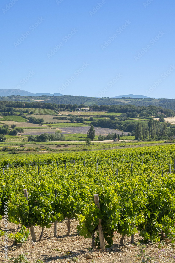 vue d'un champs de vigne en France