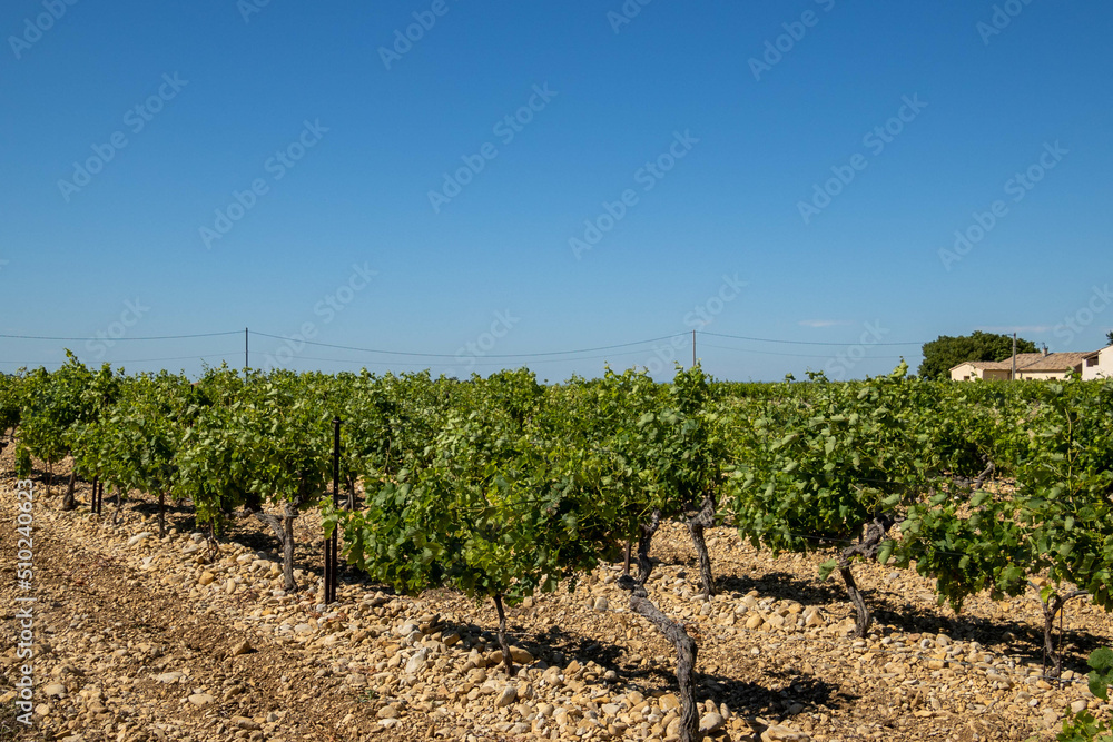 vue d'un champs de vigne en France vue d'un champs de vigne en France