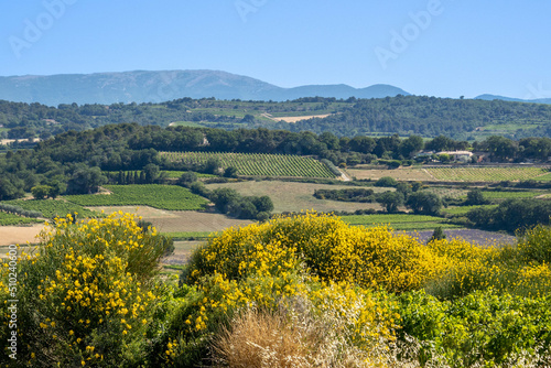 beau paysage avec un grand champ de fleurs jaunes © ALF photo