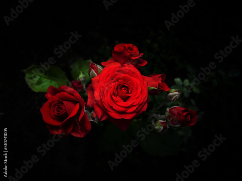 Red velvet roses, on a black background