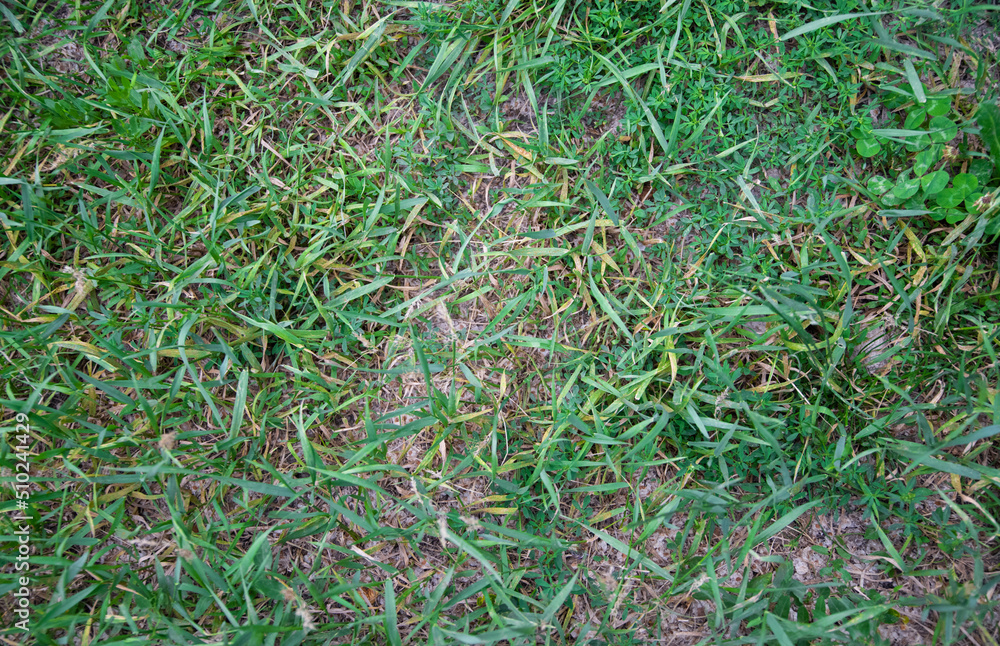 Green grass background. Grass texture Green grass background. Grass texture