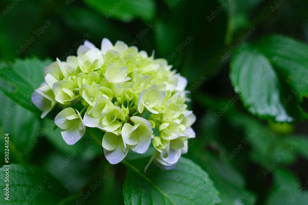 瑞々しいアジサイ