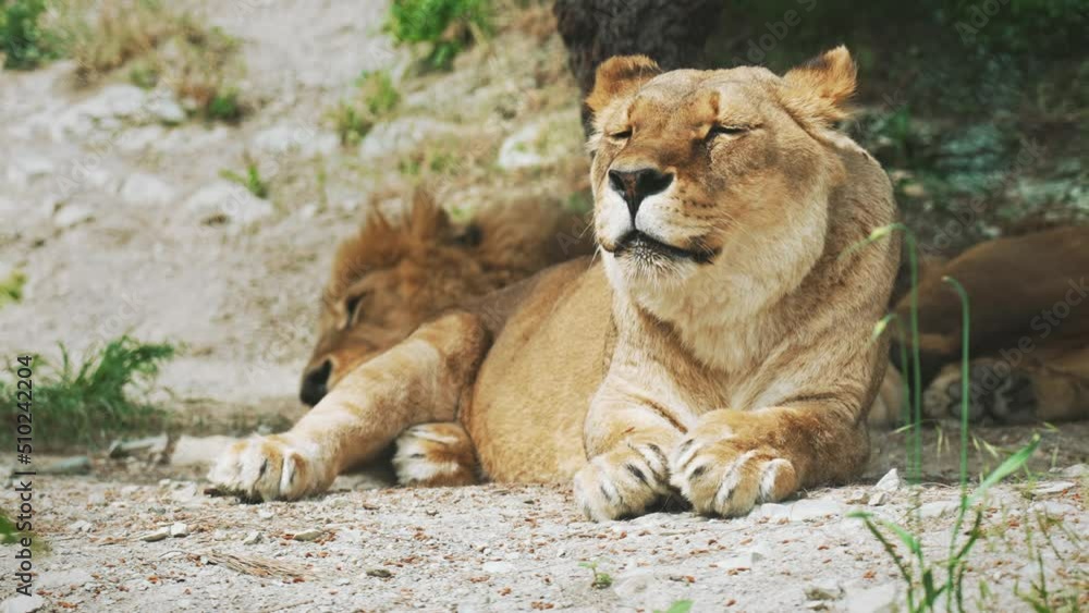 Lion relaxing sleeping in the zoo. Couple of lions.