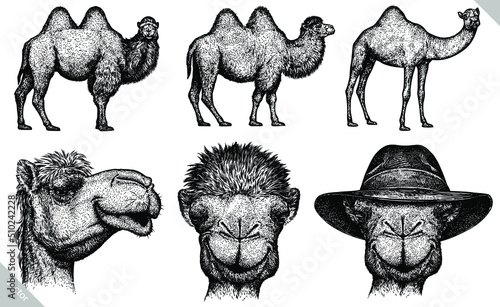 black and white engrave isolated camel set vector illustration