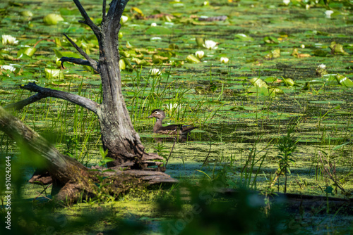 Wood Duck in the pond