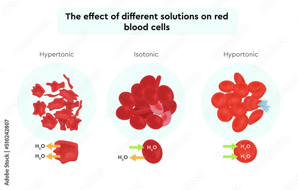 The structure of the blood. different state of the blood. human anatomy