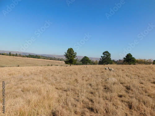 Golden winter s grasslands with large green bushy Pine Trees on the horizon and a herd of  sheep  livestock in front of hilltops and a clear blue sky  in the countryside  in Gauteng  South Africa