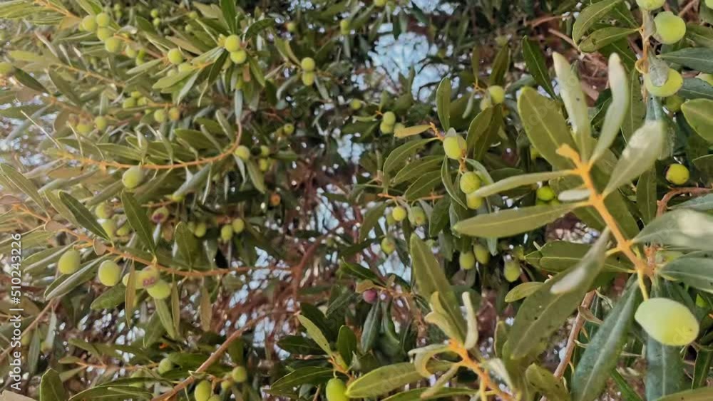 Ripe green olives on the branches of an olive tree in the garden. Slow swaying of olive branches illuminated by the rays of the sun. Cultivation of olives for oil, natural cosmetics. Olive plantations Ripe green olives on the branches of an olive tree in the garden. Slow swaying of olive branches illuminated by the rays of the sun. Cultivation of olives for oil, natural cosmetics. Olive plantations