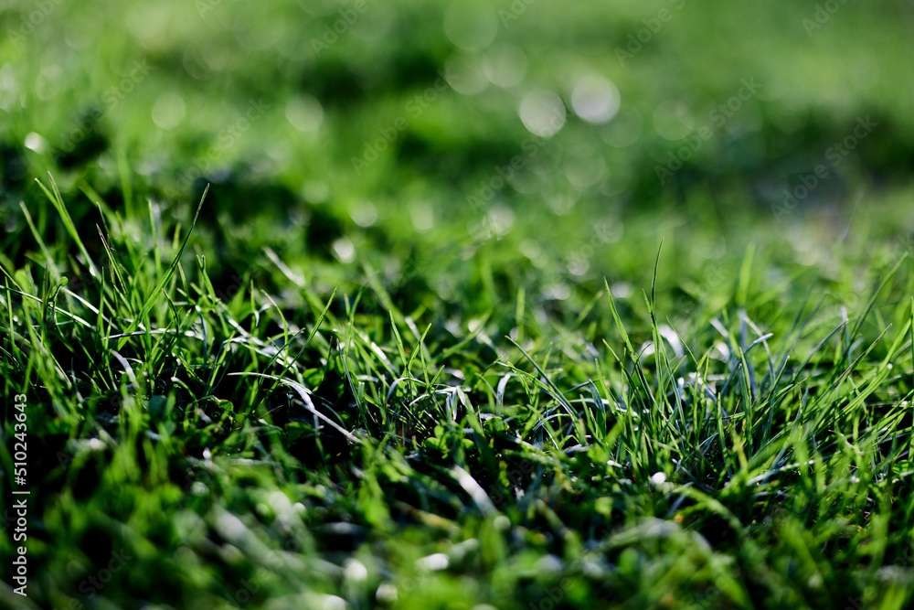 Spring young lawn grass, illuminated by sunlight. The energy of life, a healthy planet Spring young lawn grass, illuminated by sunlight. The energy of life, a healthy planet