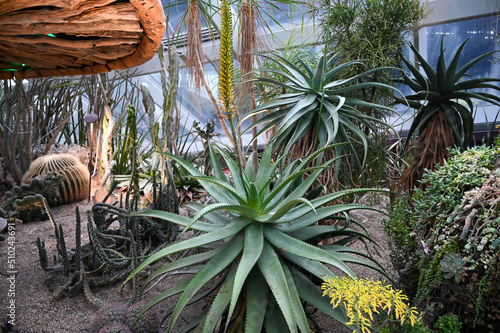 Aloe reynoldsii Plant in garden. Aloe reynoldsii is a succulent with leaves gathered in a rosette photo