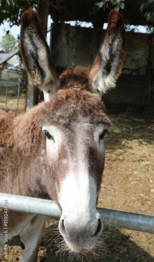 donkey with big eyes and very long ears braying in the farm donkey with big eyes and very long ears braying in the farm