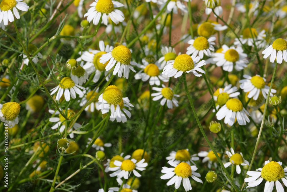 flowers of white chamomile ideal for the preparation of herbal and relaxing infusions flowers of white chamomile ideal for the preparation of herbal and relaxing infusions