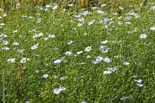 many small flowers of flax also called Pale or linum photo