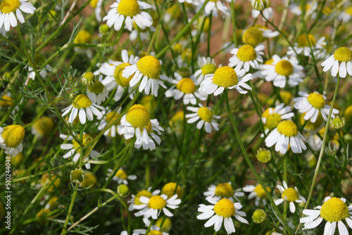 flowers of white chamomile ideal for the preparation of herbal and relaxing infusions © ChiccoDodiFC