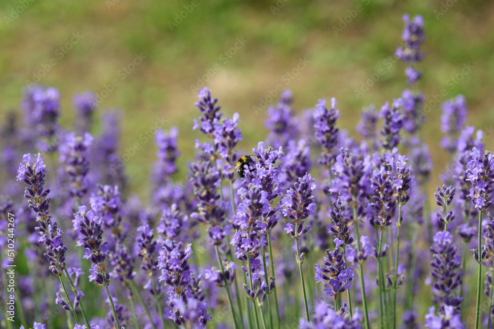 Obraz premium bumblebee called Bombus while sucking nectar on the lavandula flowers