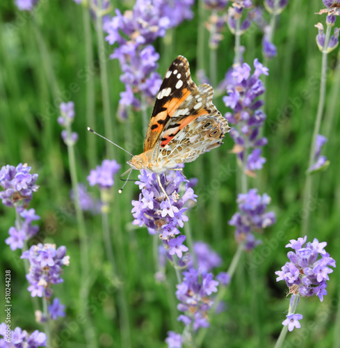 Orange and black Butterfly called VANESSA CARDUI on the lavandula flower