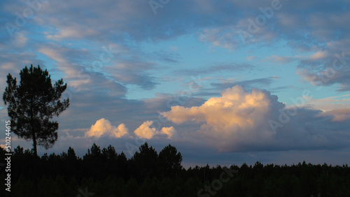 Passages nuageux aux couleurs jaunâtres, pendant le coucher du soleil, au-dessus de la forêt des Landes