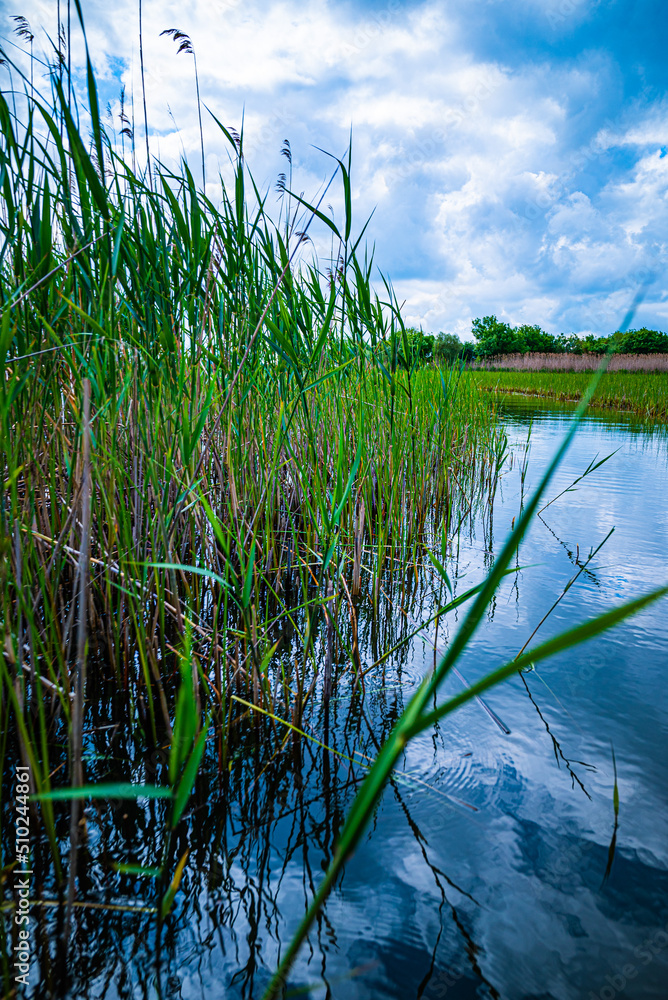 grass and water grass and water