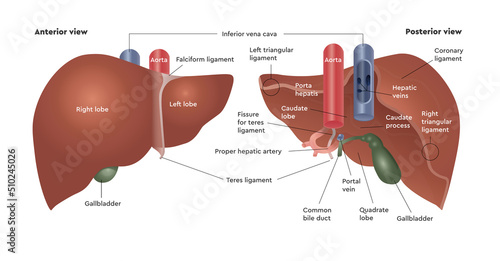 Anatomy of the liver. The structure of human organs