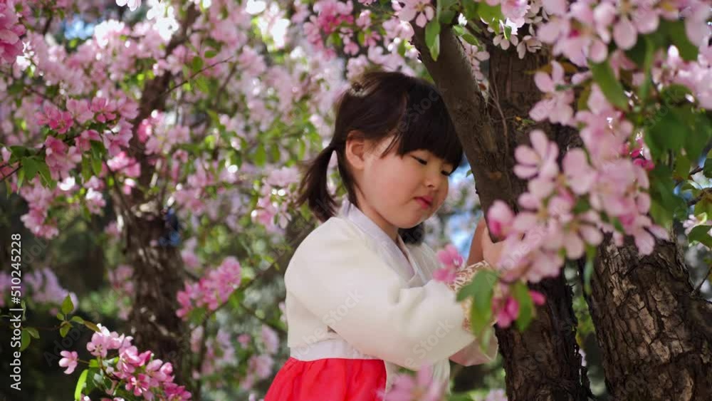 Korean girl child in a national costume sit on tree branch in a garden with cherry blossoms in spring Korean girl child in a national costume sit on tree branch in a garden with cherry blossoms in spring