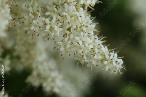 ネズミモチの木の、たくさんの真っ白い小花が房状に集まり満開の花のアップ