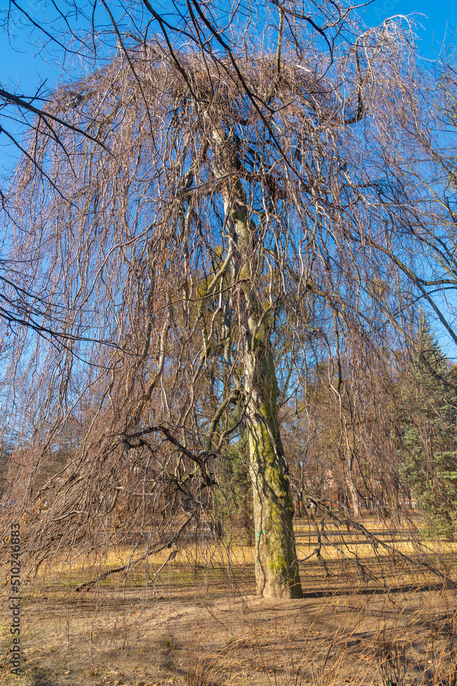 Obraz premium Trees in the public park of the city of Gdansk. Poland