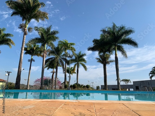 Palmeiras agua piscina