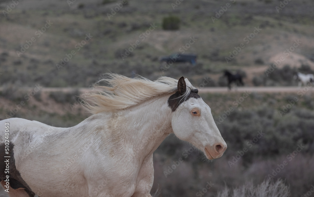 Obraz premium Herd of western ranch horses in the spring.
