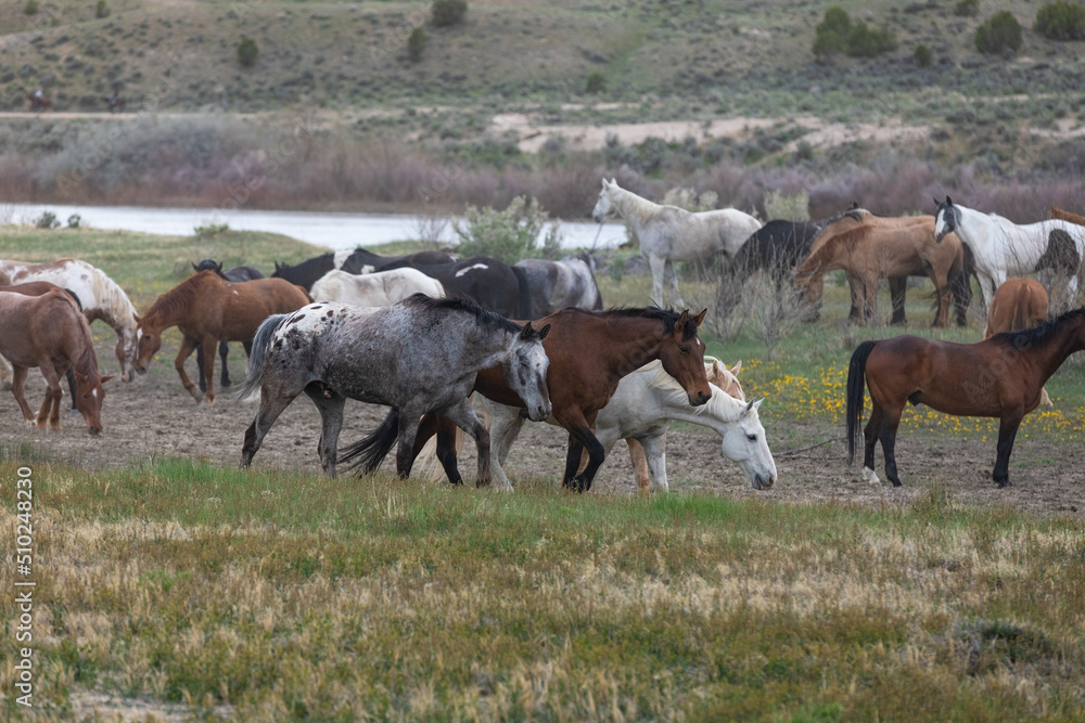 Herd of western ranch horses in the spring. Herd of western ranch horses in the spring.