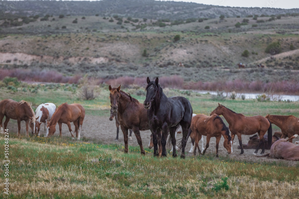 Herd of western ranch horses in the spring. Herd of western ranch horses in the spring.