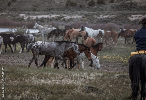 Herd of western ranch horses in the spring.
