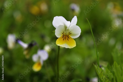 yellow flowers