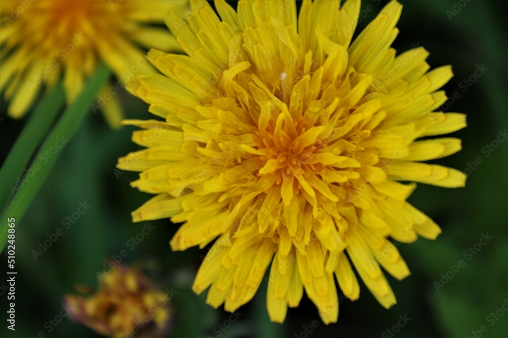 yellow dandelion flower yellow dandelion flower