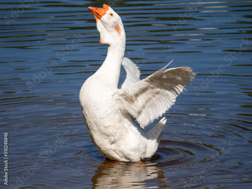 portrait of a white goose in water