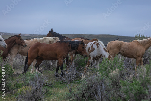 Herd of western ranch horses in the spring. © christy