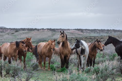 Herd of western ranch horses in the spring.