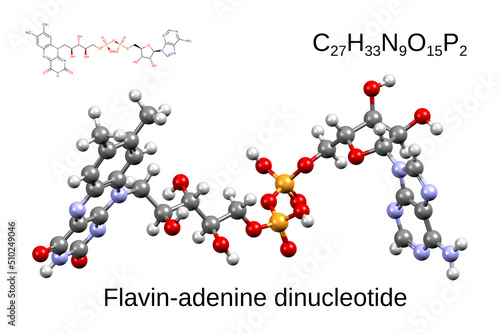 Quadro em tela Chemical formula, skeletal formula, and 3D ball-and-stick model of the coenzyme
