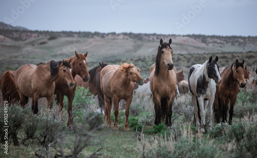 Fototapeta Naklejka Na Ścianę i Meble -  Herd of western ranch horses in the spring.