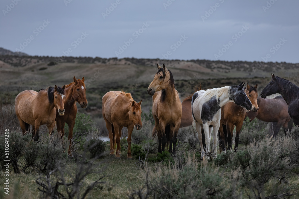 Fototapeta premium Herd of western ranch horses in the spring.